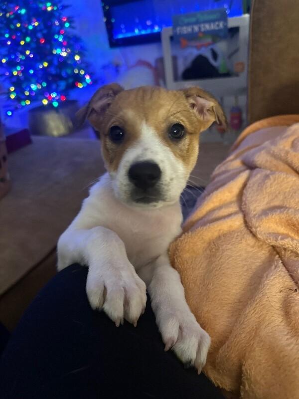 Rhys, a Adoptable mixed breed in Alma, WI image 2/5