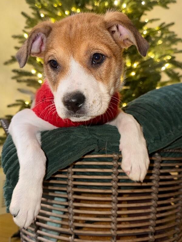 Rhys, a Adoptable mixed breed in Alma, WI image 3/5