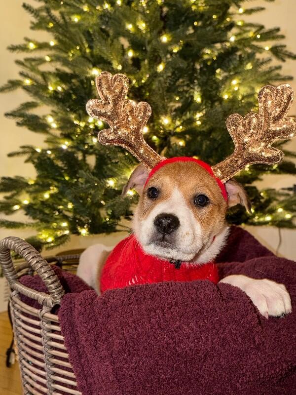 Rhys, a Adoptable mixed breed in Alma, WI image 5/5