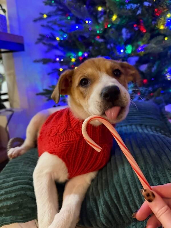 Enlarge Rhys, a Adoptable mixed breed in Alma, WI image 5/5