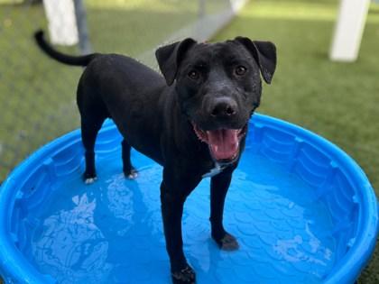 Enlarge Gus Gus, a Adoptable mixed breed in Gainesville, FL image 1/3