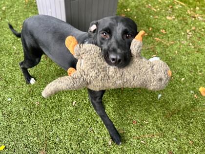 Gus Gus, Adoptable, Adult Male Terrier & Labrador Retriever.
