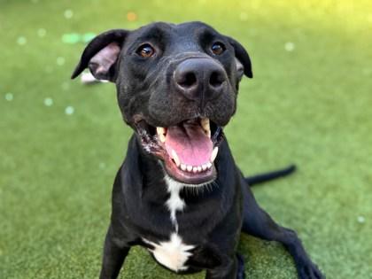 Enlarge Gus Gus, a Adoptable mixed breed in Gainesville, FL image 2/2