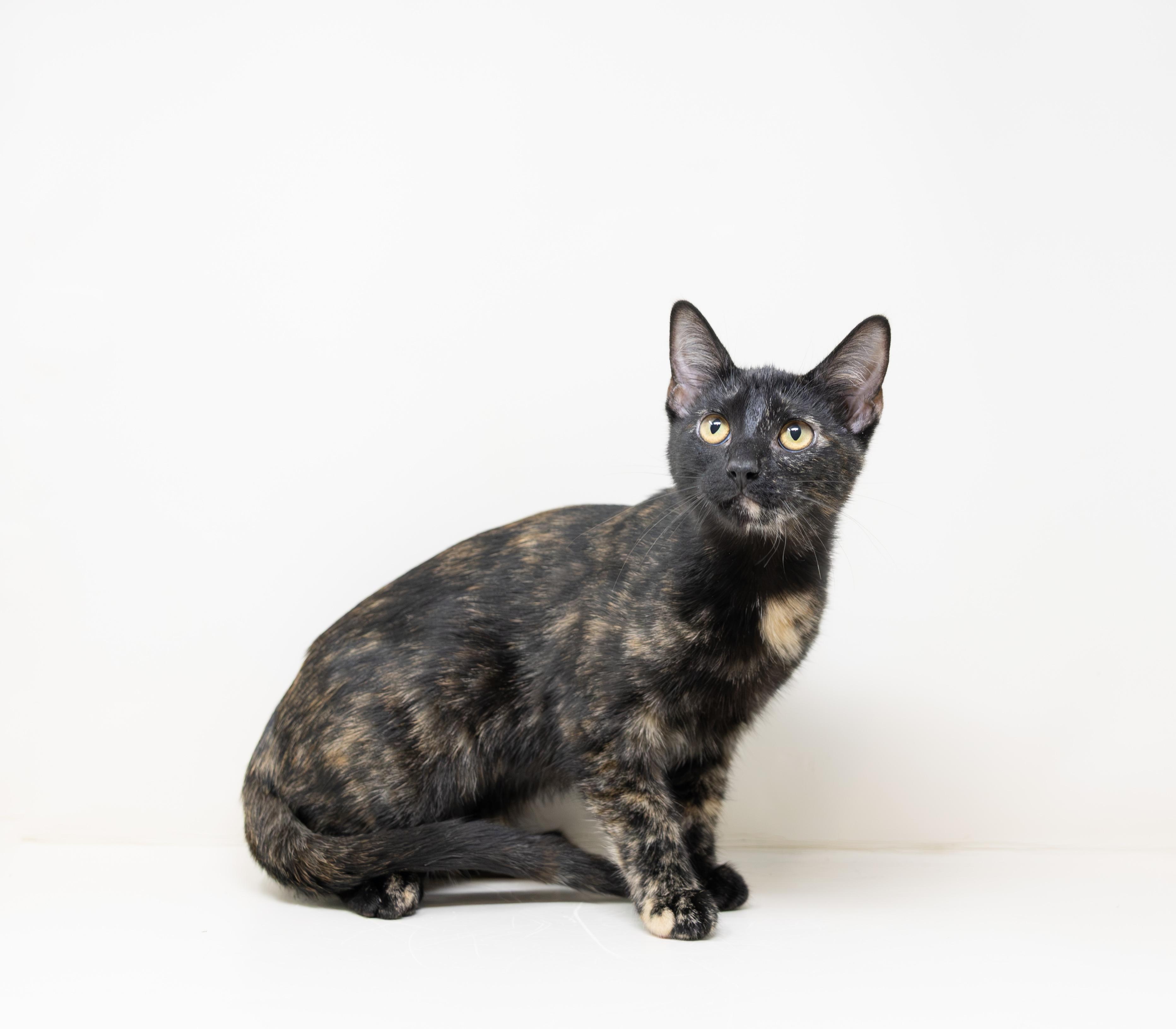 Enlarge Benny, an adoptable Tortoiseshell in Boyd, TX image 5/6