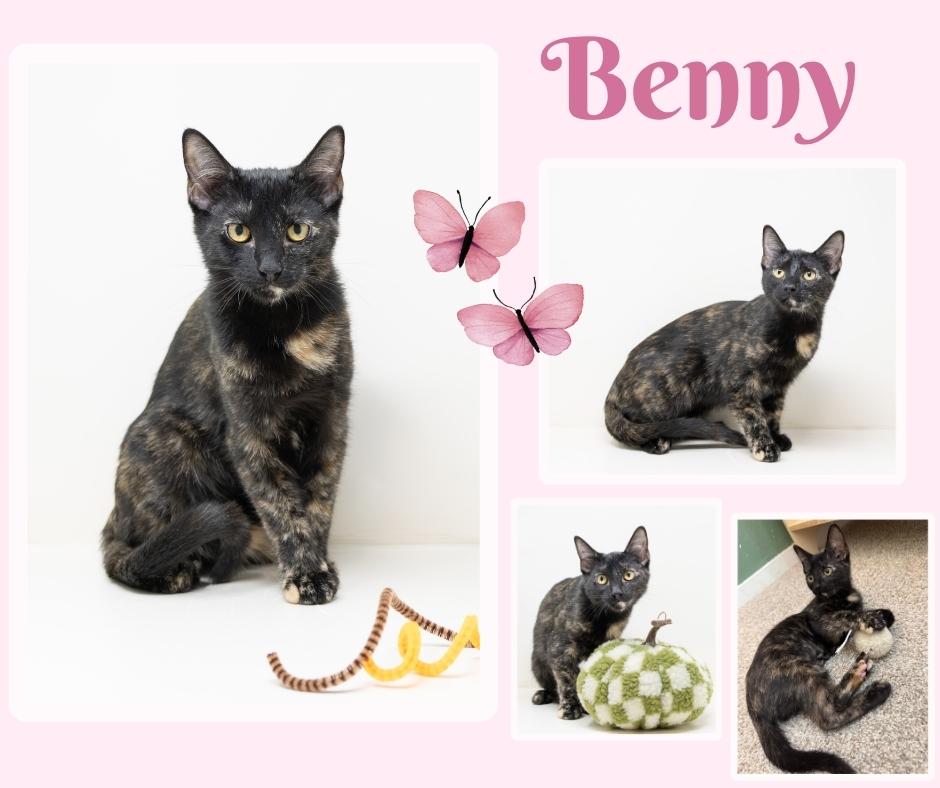 Enlarge Benny, an adoptable Tortoiseshell in Boyd, TX image 6/6