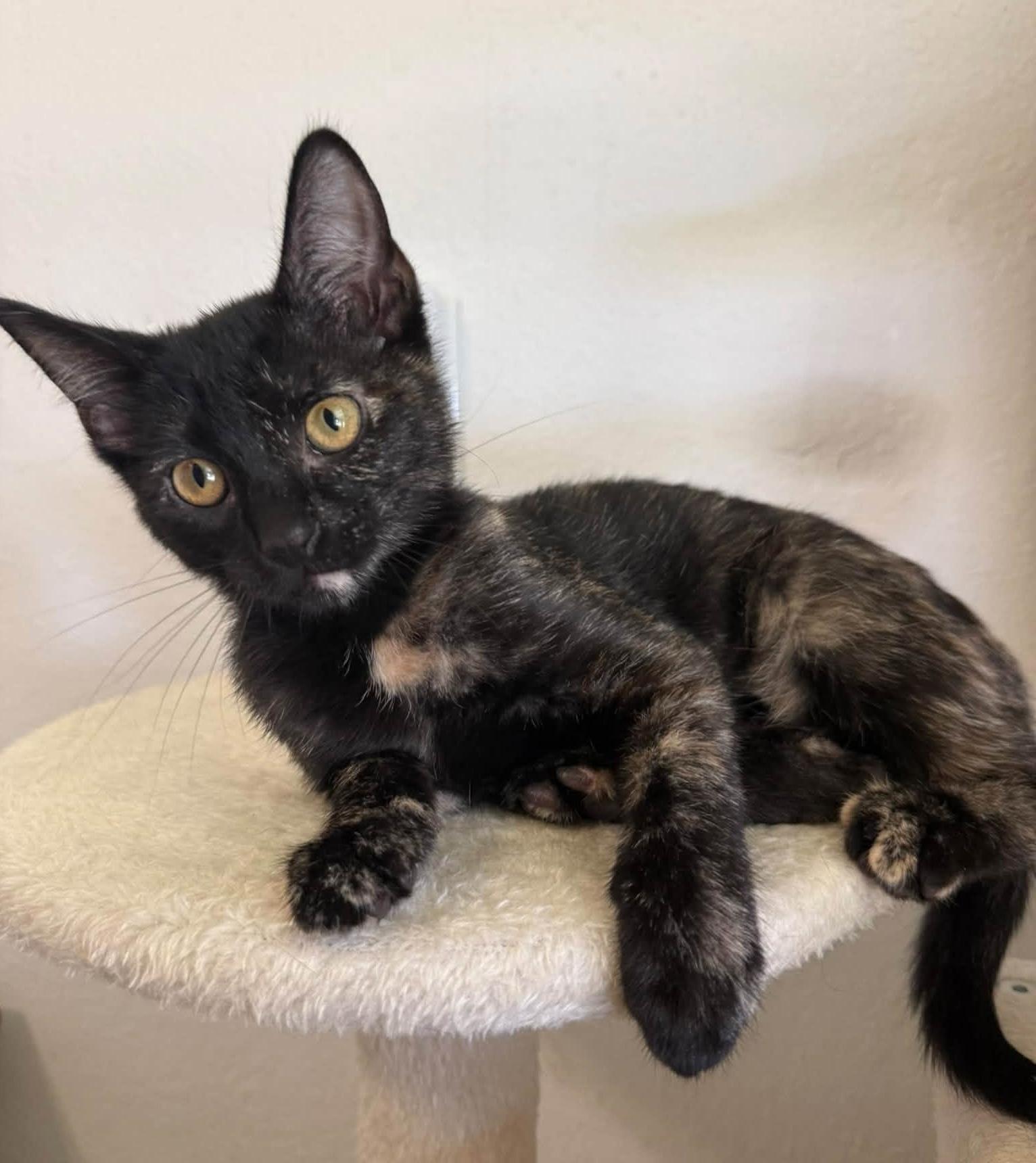 Enlarge Benny, an adoptable Tortoiseshell in Boyd, TX image 3/6