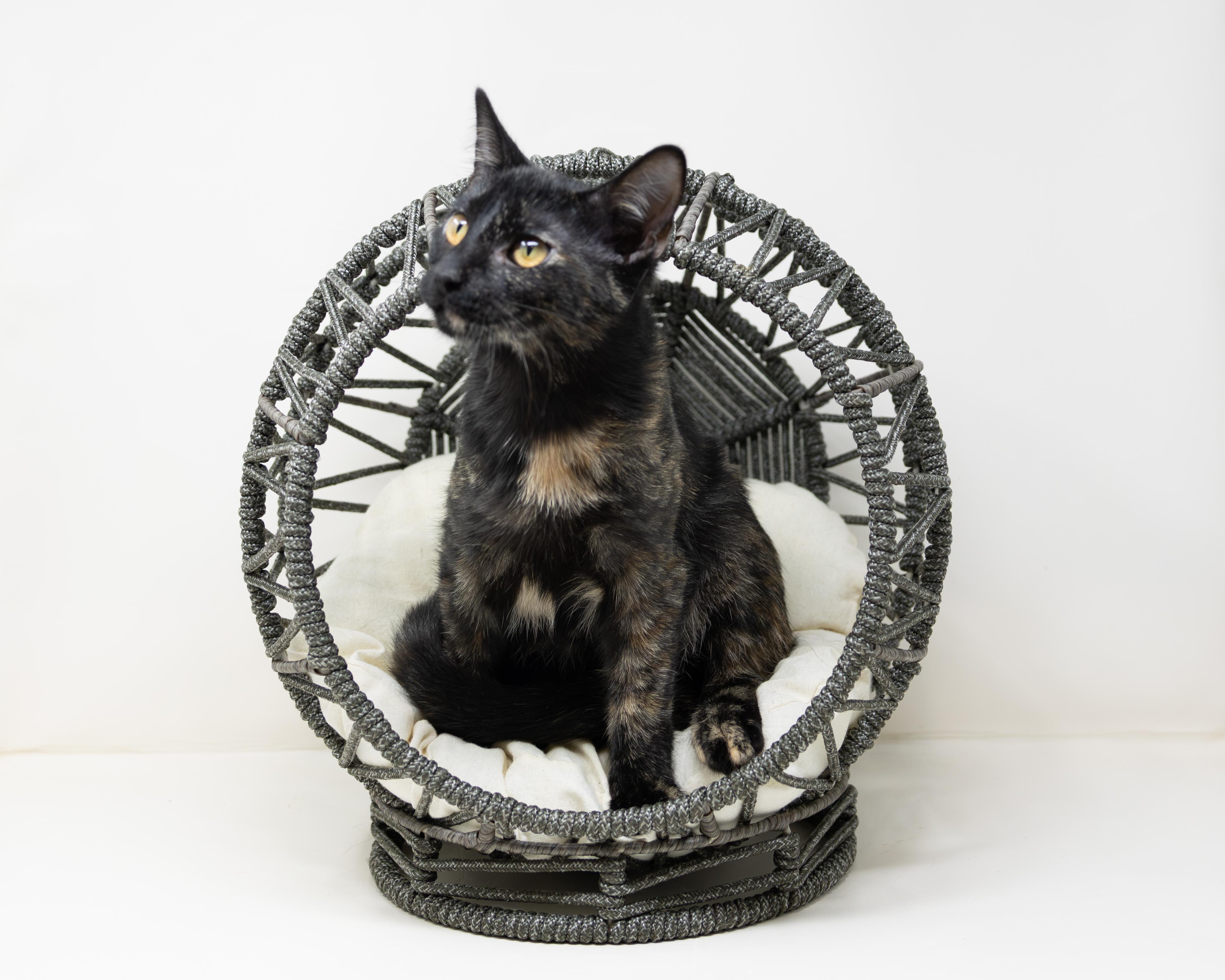 Enlarge Benny, an adoptable Tortoiseshell in Boyd, TX image 4/6