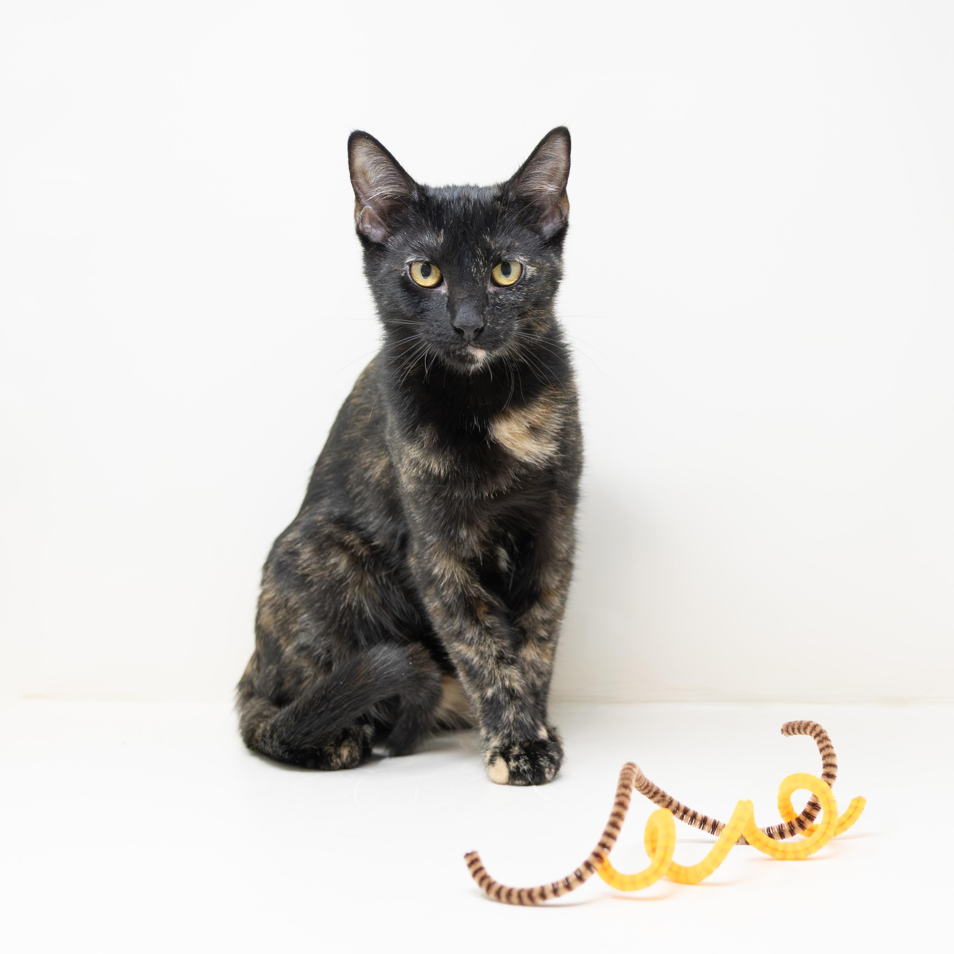 Benny, adoptable, Kitten Female Tortoiseshell.