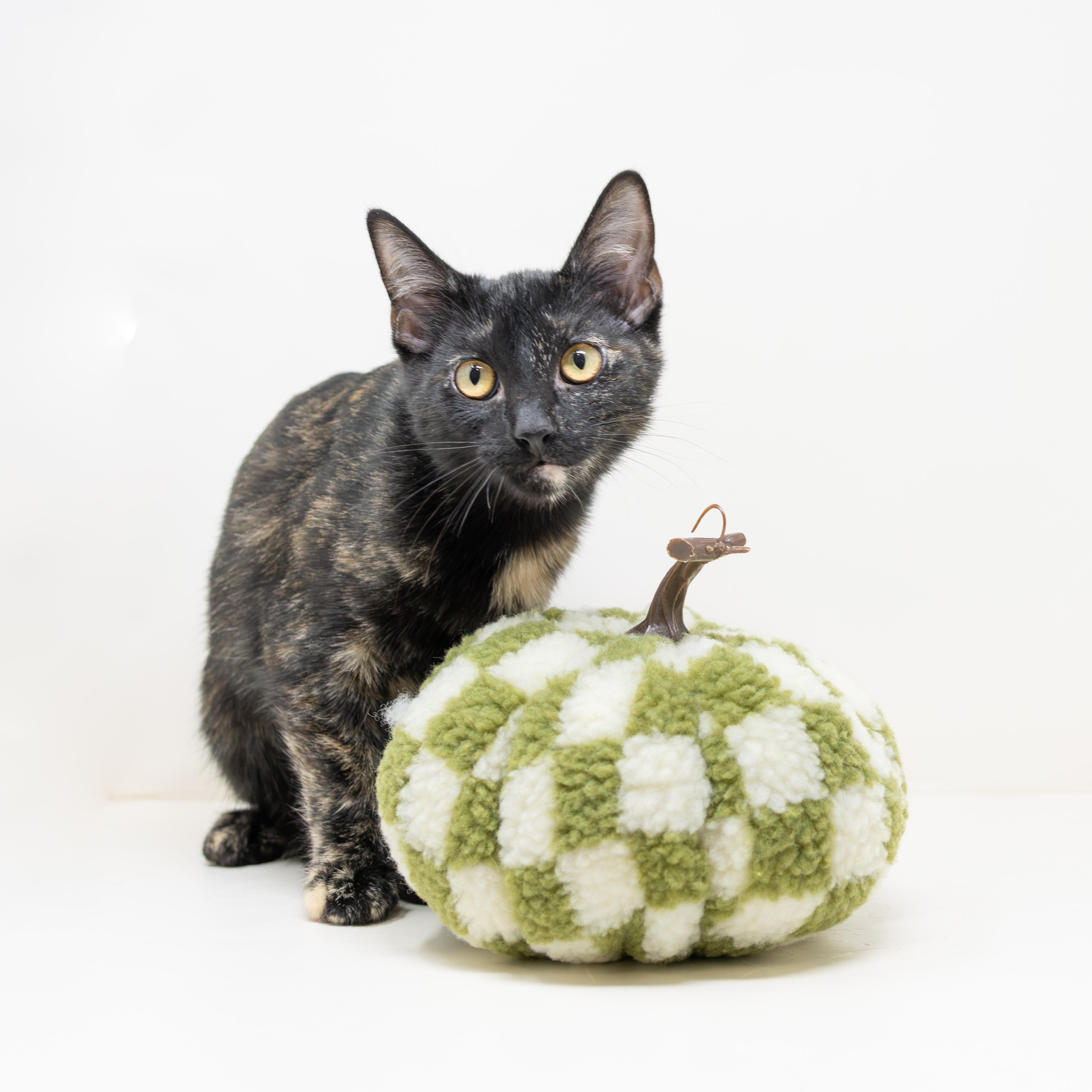 Enlarge Benny, an adoptable Tortoiseshell in Boyd, TX image 2/6