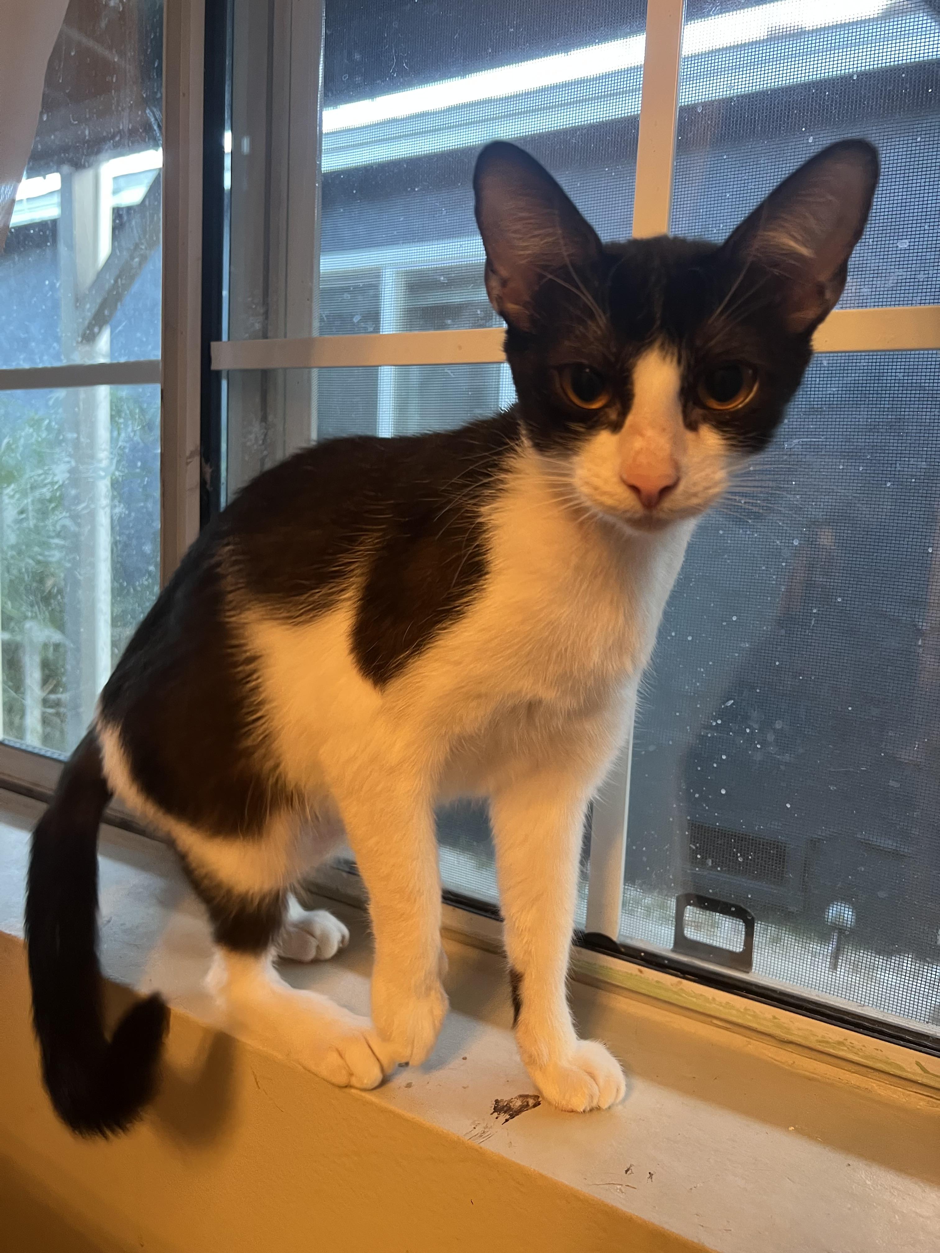 Enlarge Juliet, a Adoptable Domestic Short Hair in South Pasadena, CA image 1/2