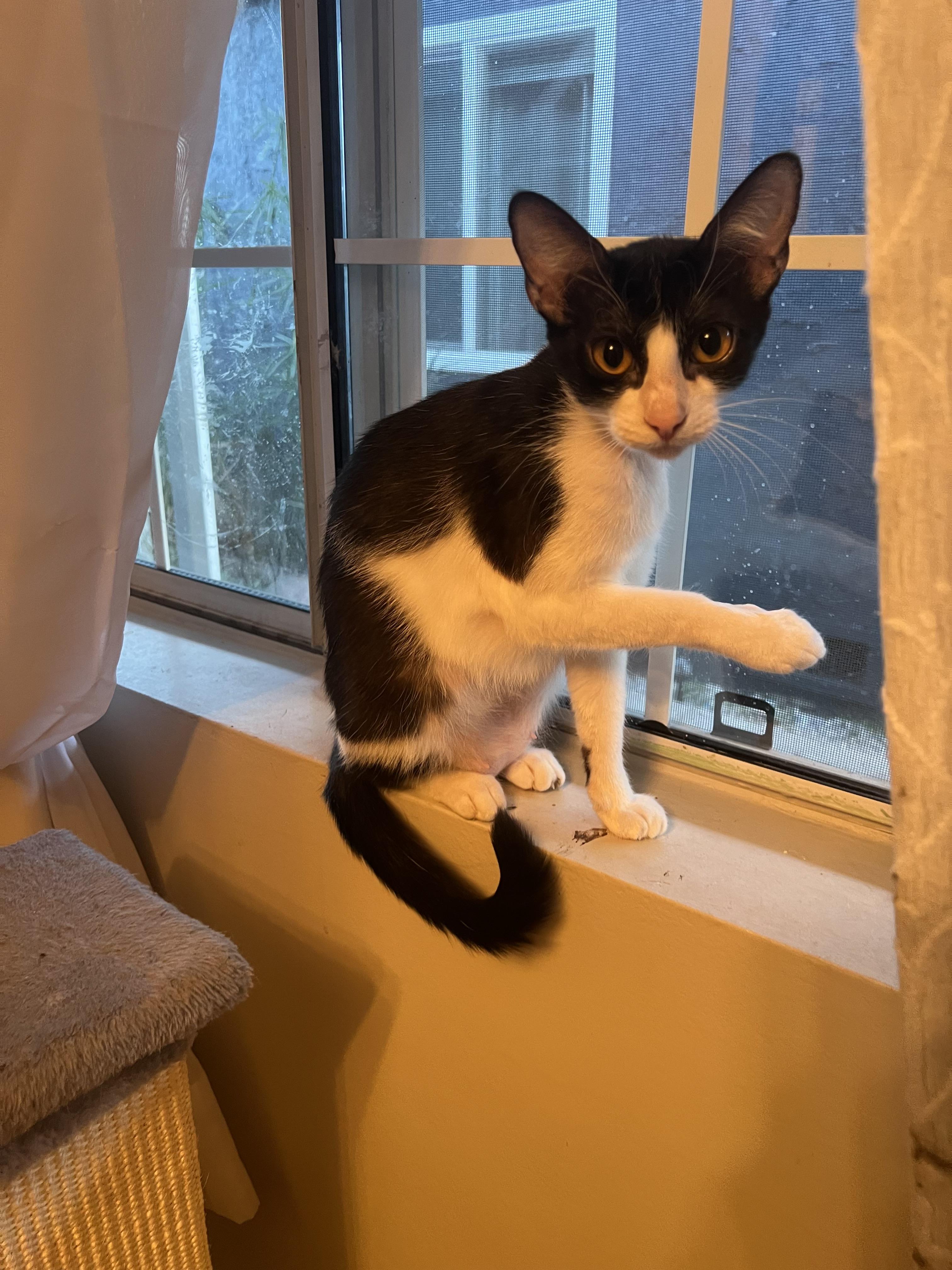 Enlarge Juliet, a Adoptable Domestic Short Hair in South Pasadena, CA image 2/2