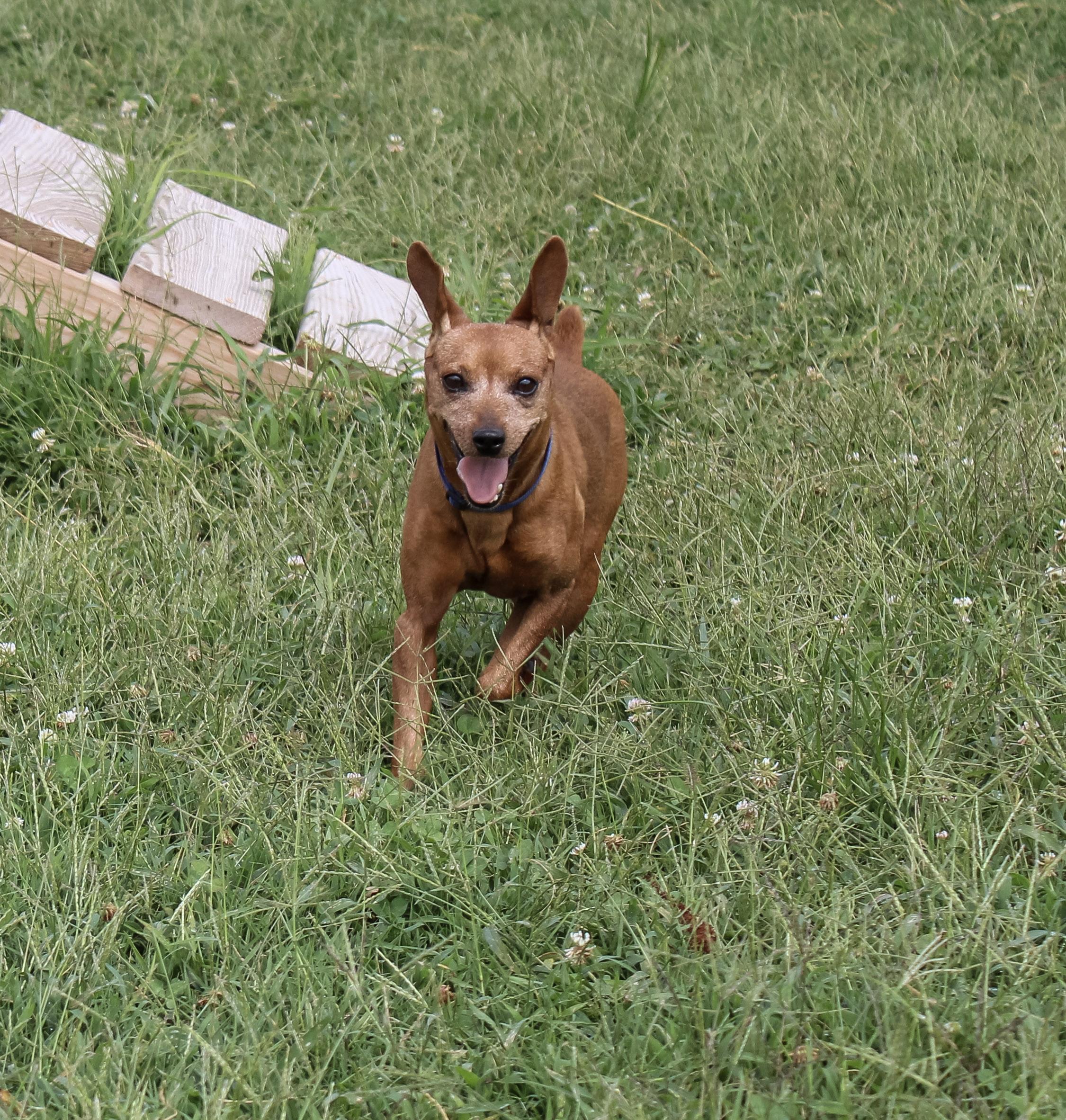 Enlarge Javan, an adoptable Miniature Pinscher in Neosho, MO image 2/4
