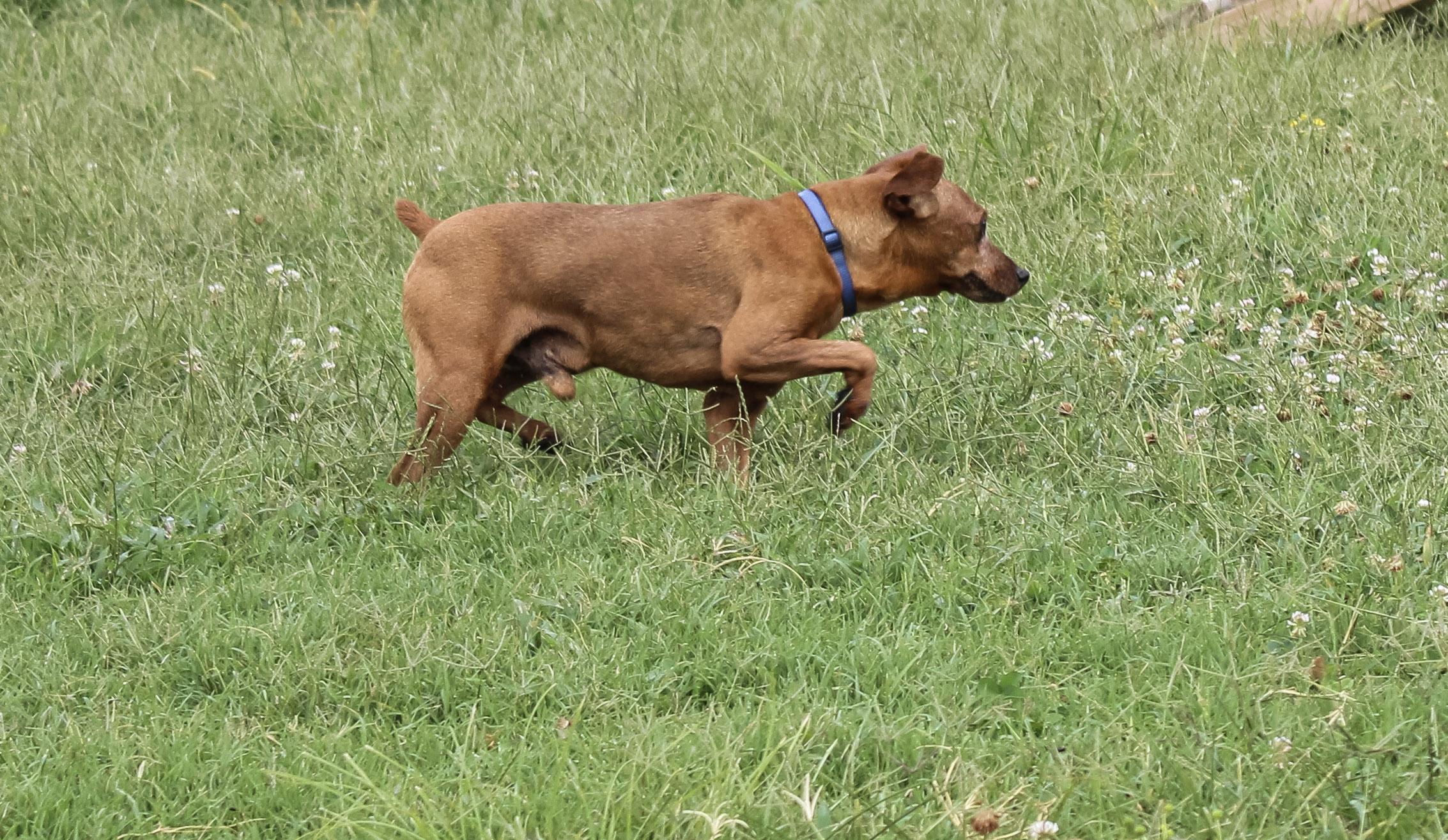 Enlarge Javan, an adoptable Miniature Pinscher in Neosho, MO image 4/4