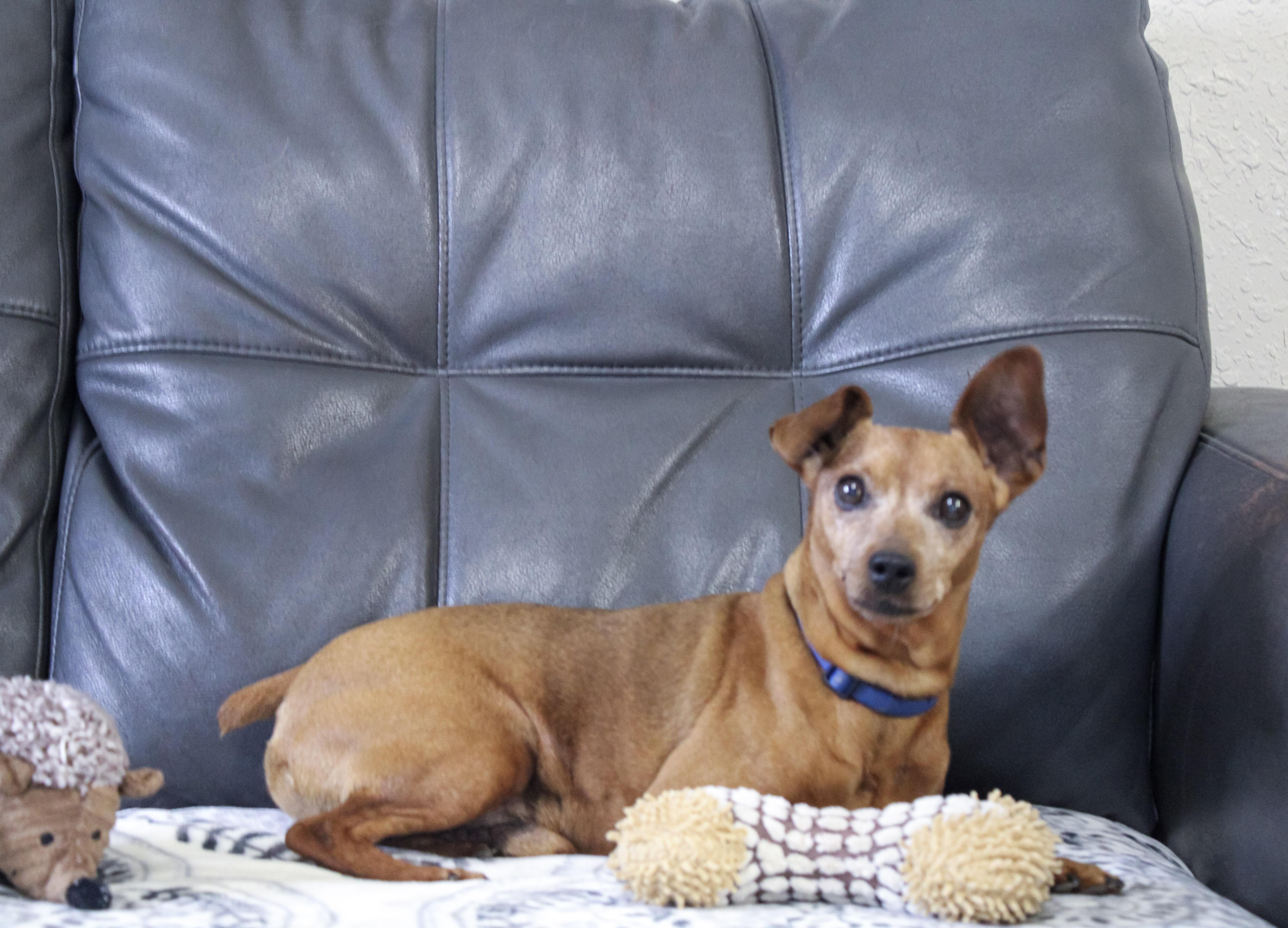 Javan, adoptable, Senior Male Miniature Pinscher.