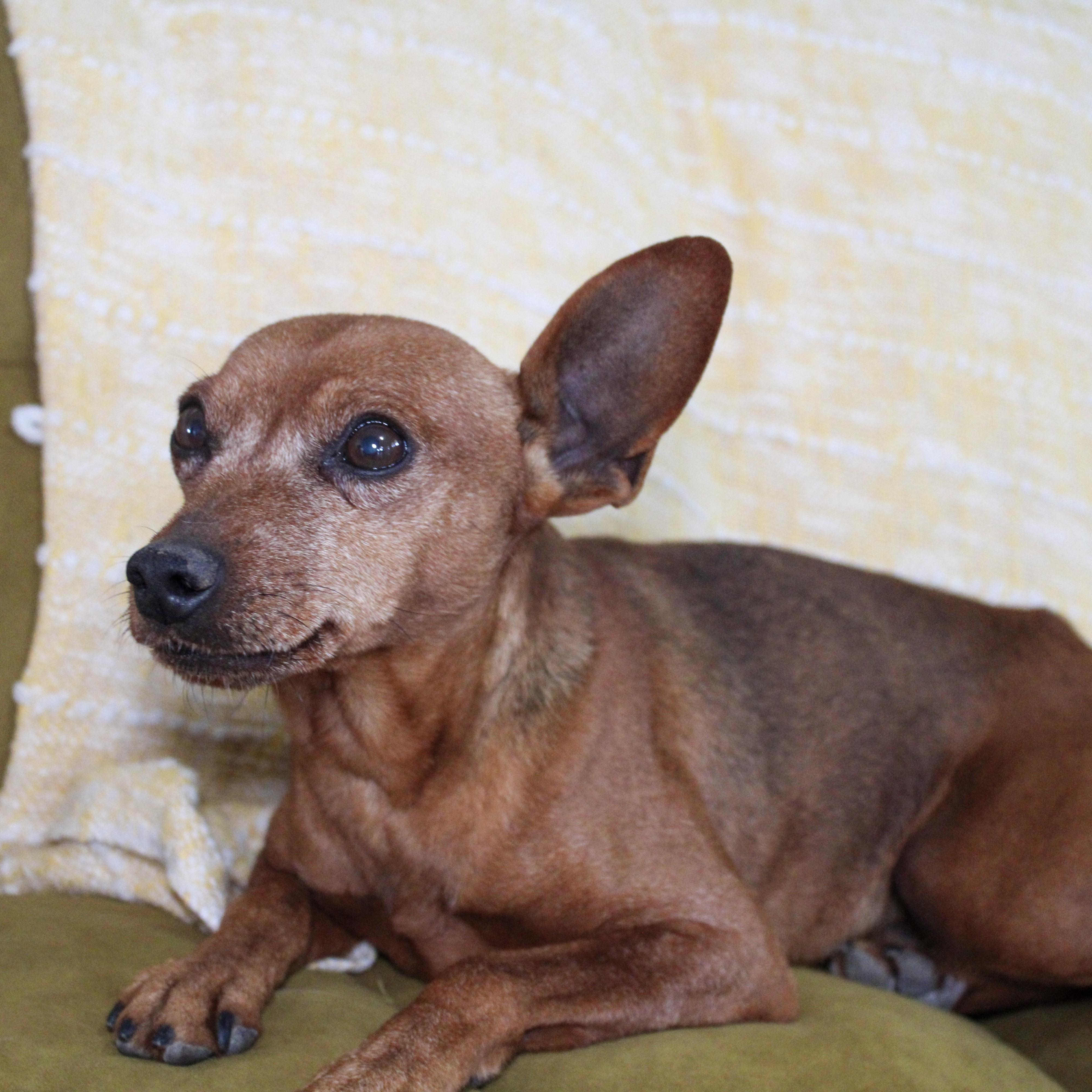 Javan, ADOPTABLE, Senior Male Miniature Pinscher.