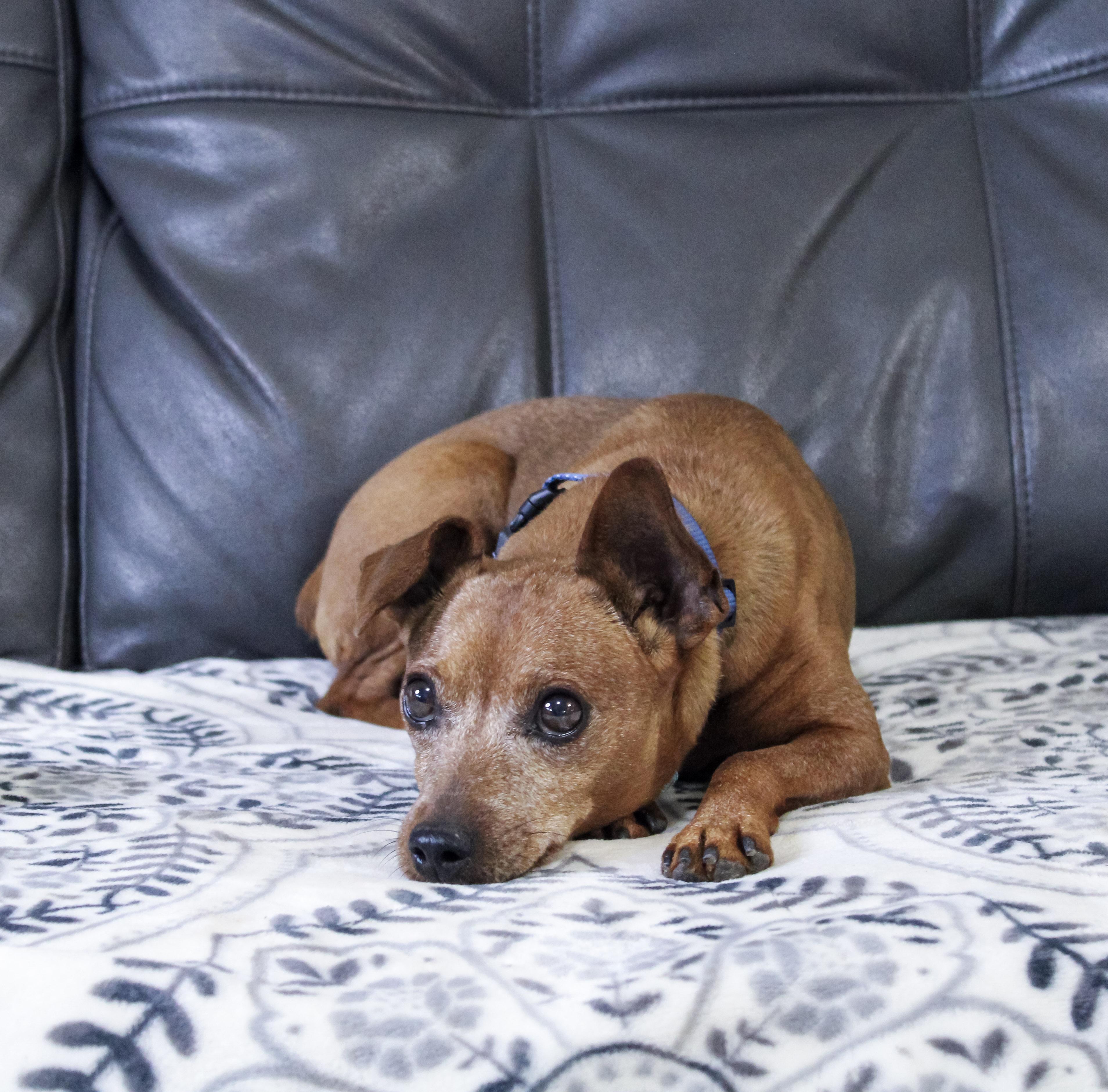 Enlarge Javan, an adoptable Miniature Pinscher in Neosho, MO image 3/4
