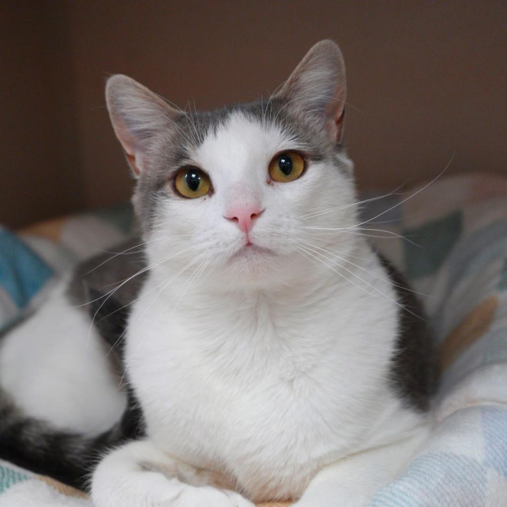 Kerouac, Adoptable, Adult Male Domestic Short Hair.