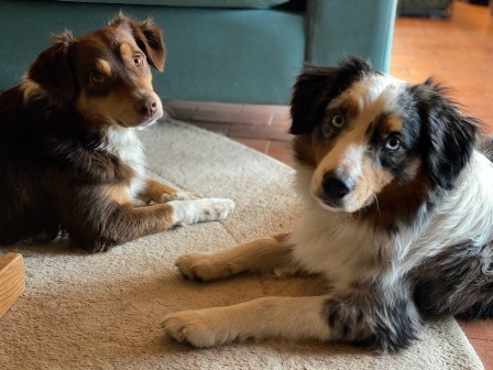 Enlarge OSKAR, a Adoptable Australian Shepherd in Albuquerque, NM image 1/12