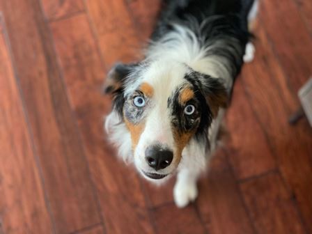 Enlarge OSKAR, a Adoptable Australian Shepherd in Albuquerque, NM image 2/12
