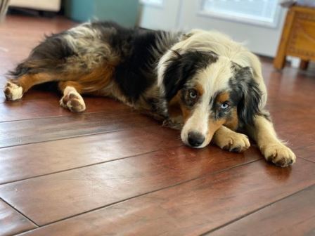 Enlarge OSKAR, a Adoptable Australian Shepherd in Albuquerque, NM image 3/12