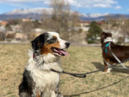 Enlarge OSKAR, a Adoptable Australian Shepherd in Albuquerque, NM image 4/12