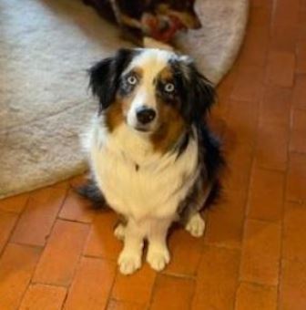 Enlarge OSKAR, a Adoptable Australian Shepherd in Albuquerque, NM image 5/12