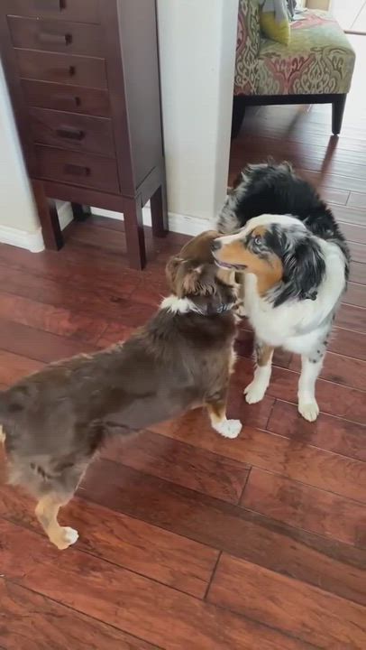 Enlarge OSKAR, a Adoptable Australian Shepherd in Albuquerque, NM video 11/12