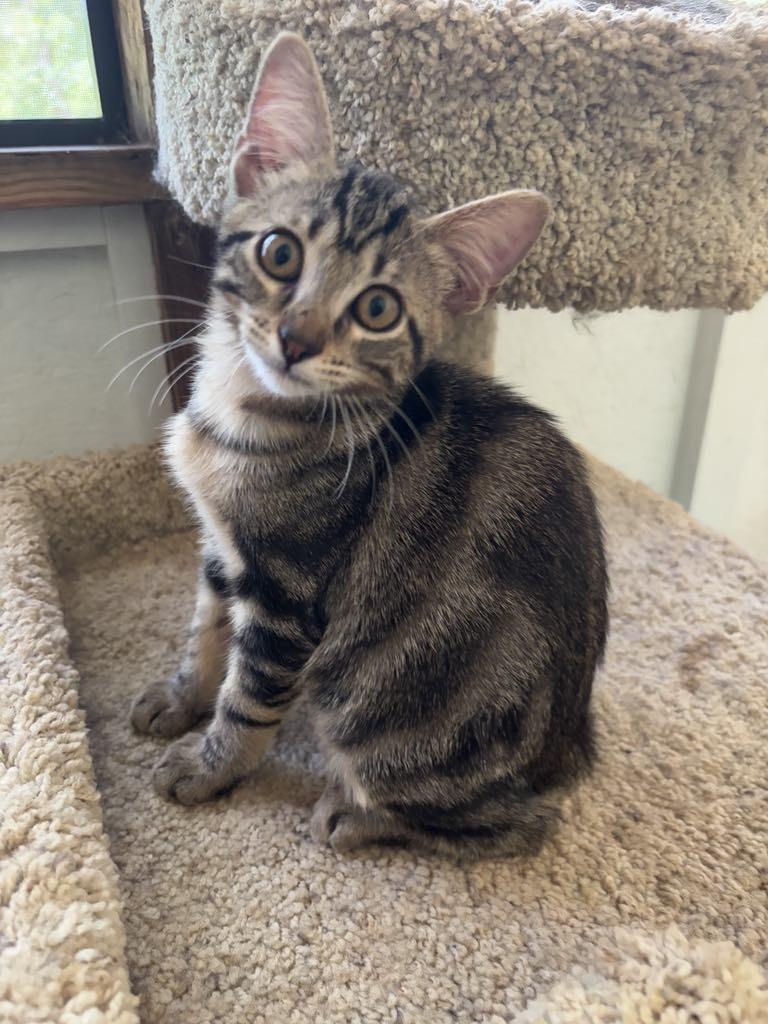 Tigatron, Young Male Domestic Short Hair