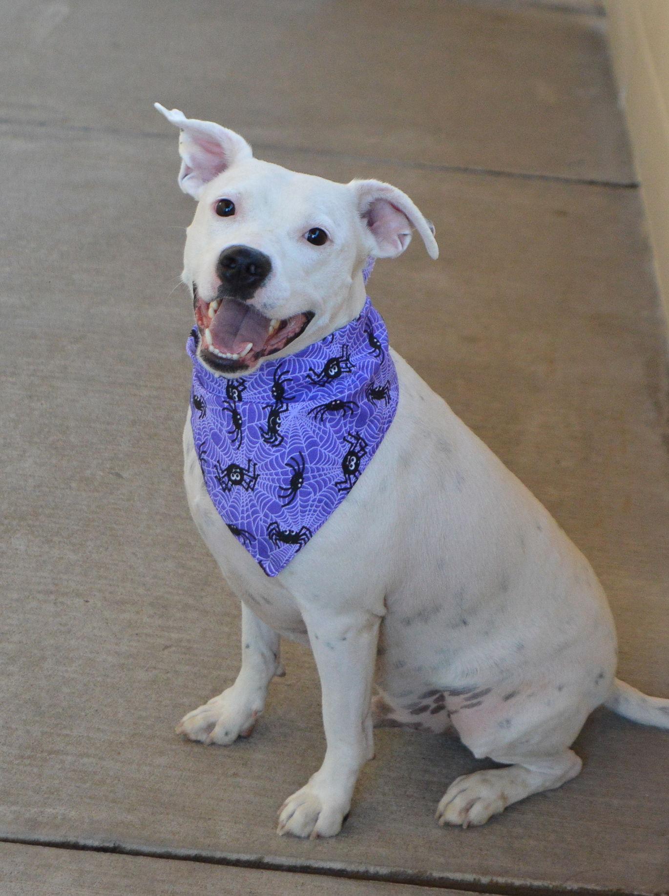 Blake, Adoptable, Young Male American Staffordshire Terrier.