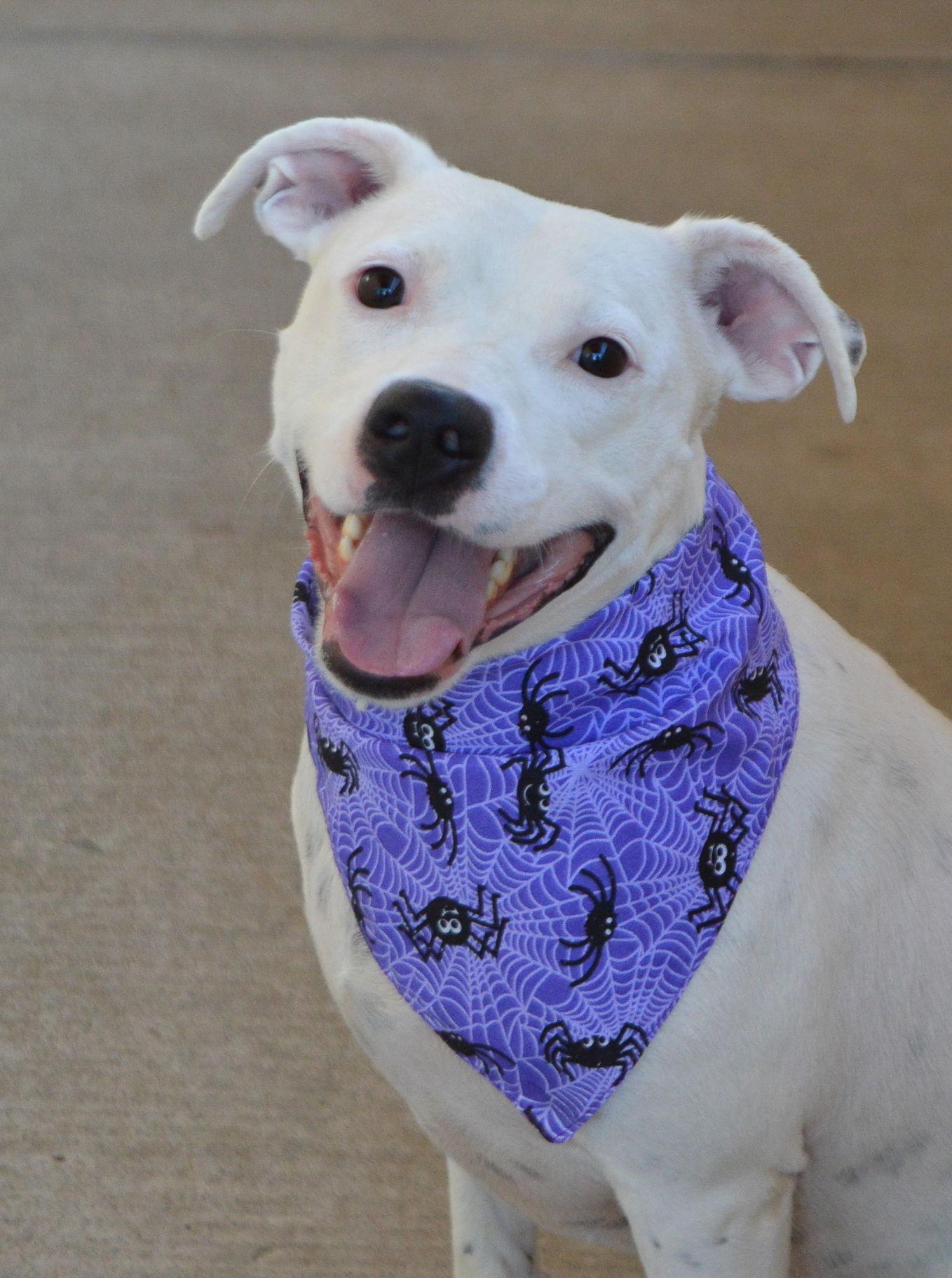 Enlarge Blake, a Adoptable mixed breed in McKinney, TX image 2/3