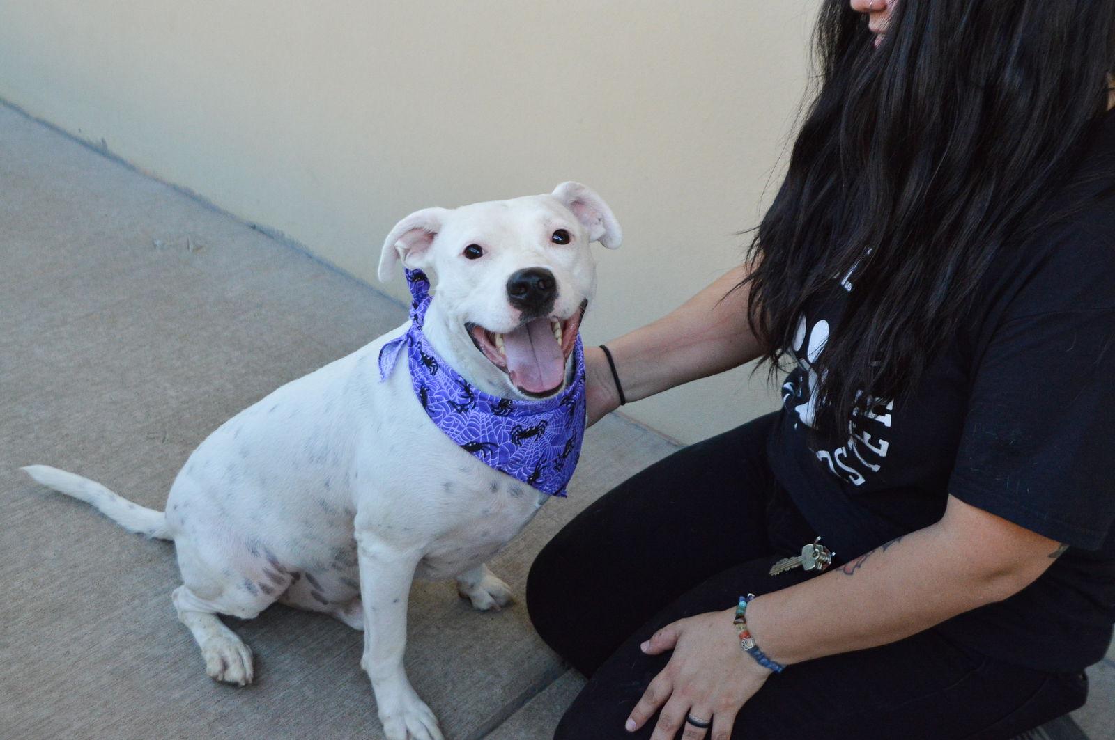 Enlarge Blake, a Adoptable mixed breed in McKinney, TX image 3/3