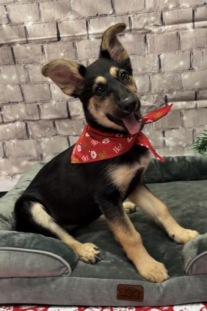 Kuromi, a Adoptable Mixed Breed in Walla Walla, WA image 1/3