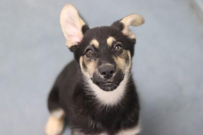 Kuromi, a Adoptable Mixed Breed in Walla Walla, WA image 2/3