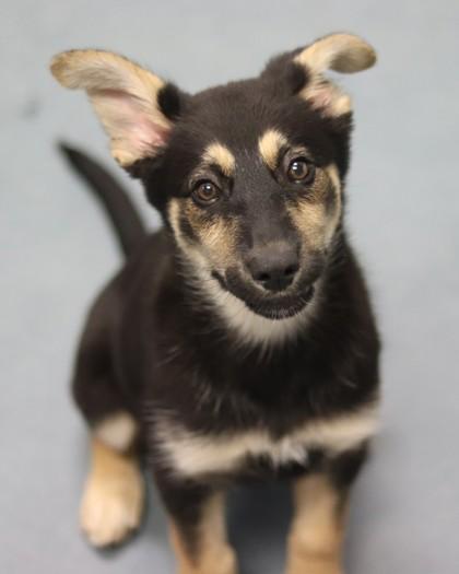 Kuromi, a Adoptable Mixed Breed in Walla Walla, WA image 3/3