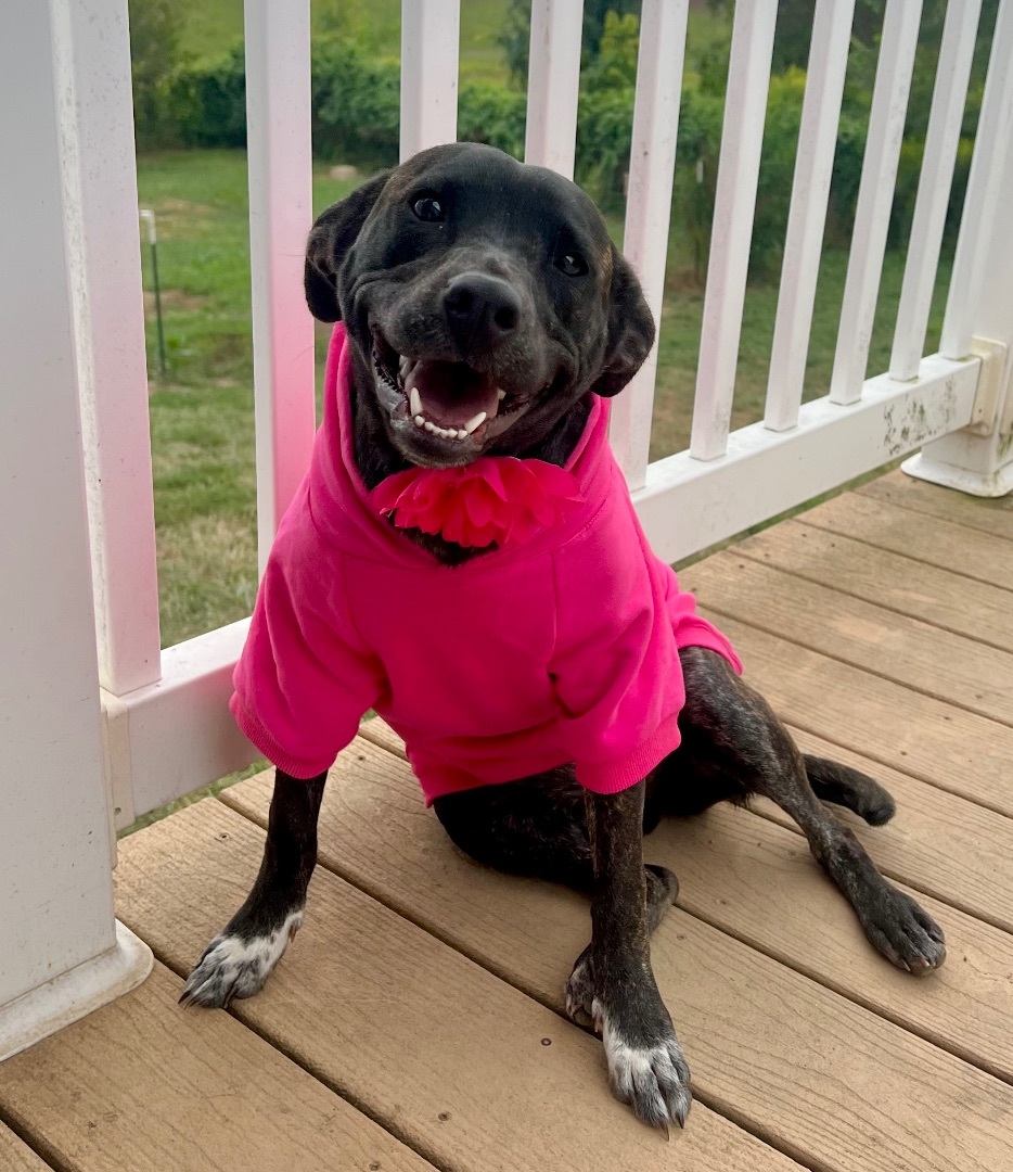 Mittens, Adoptable, Adult Female Golden Retriever & Pit Bull Terrier.