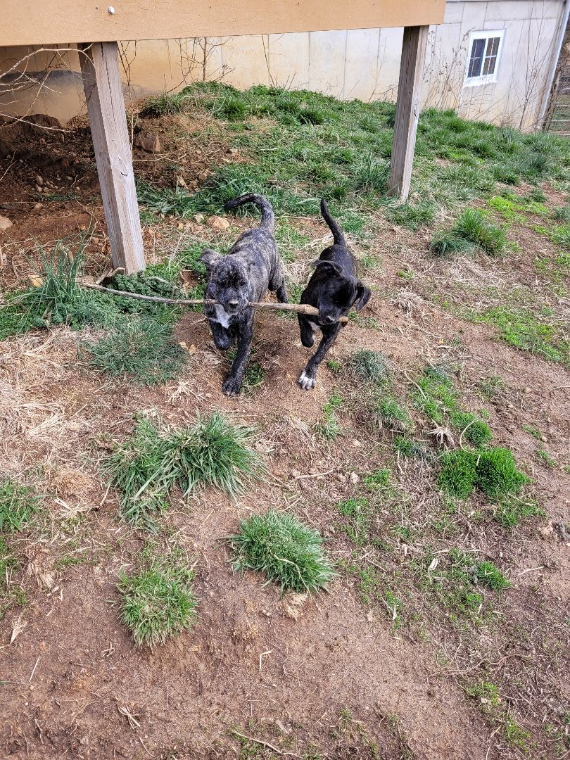 Enlarge Mittens, a Adoptable mixed breed in St. Clair, MO image 2/3