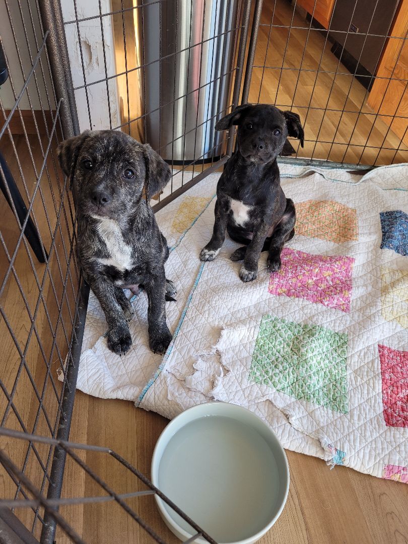 Enlarge Mittens, a Adoptable mixed breed in St. Clair, MO image 3/3
