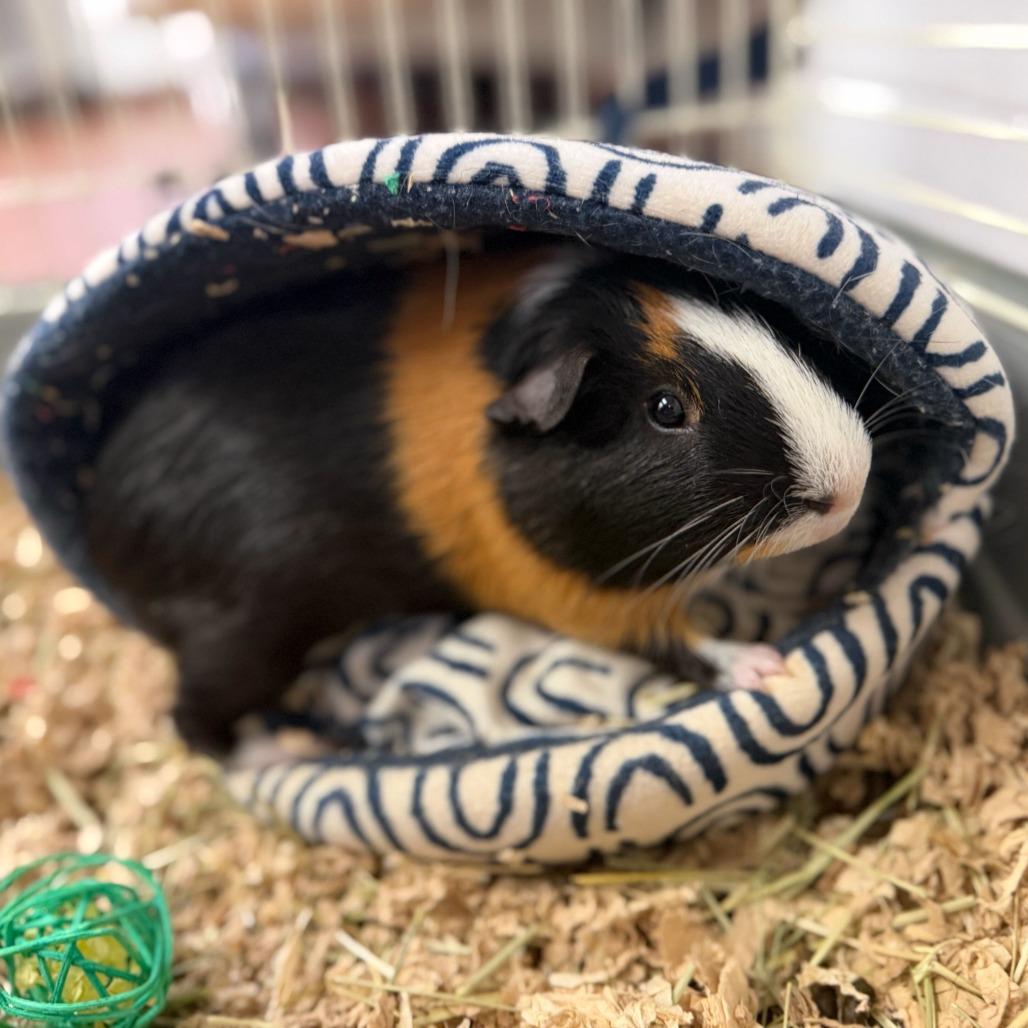 Enlarge Derek, a Adoptable Guinea Pig in Conshohocken, PA image 2/4