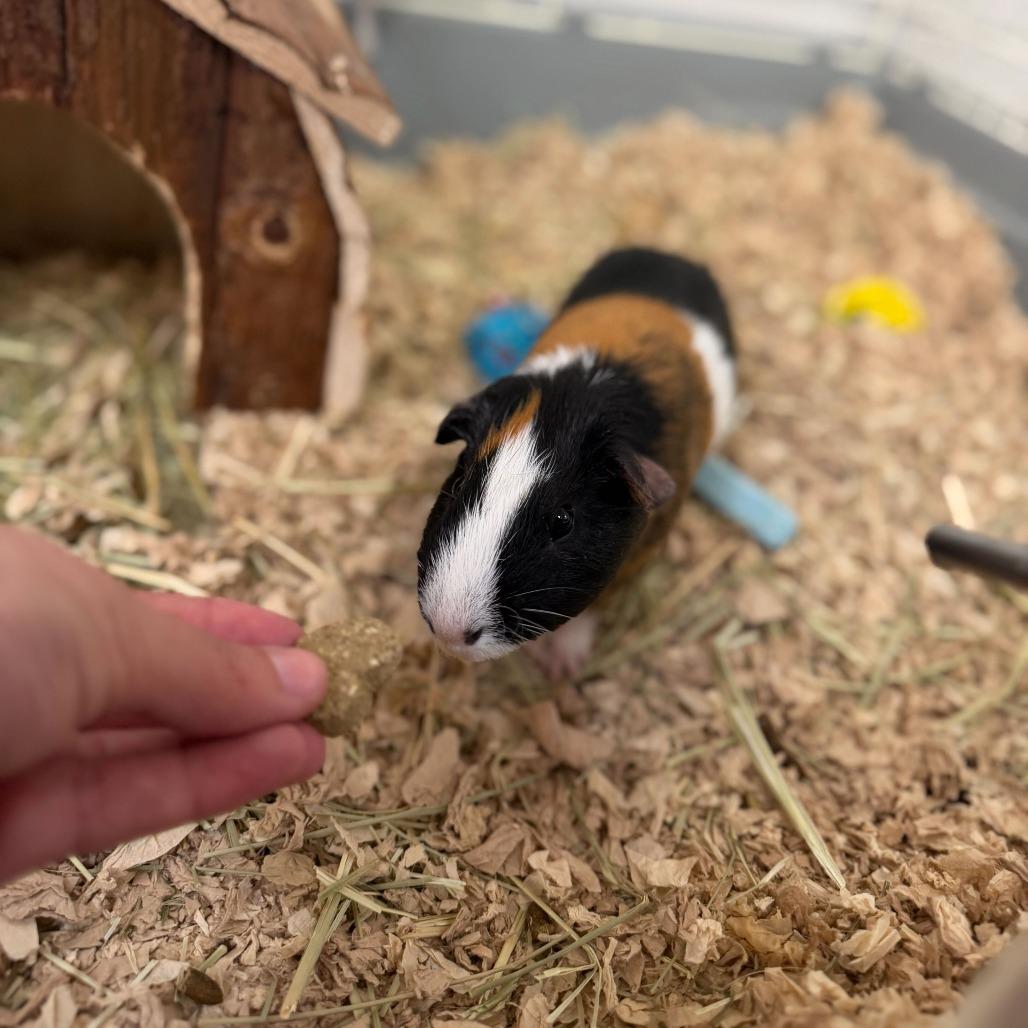 Enlarge Derek, a Adoptable Guinea Pig in Conshohocken, PA image 3/4