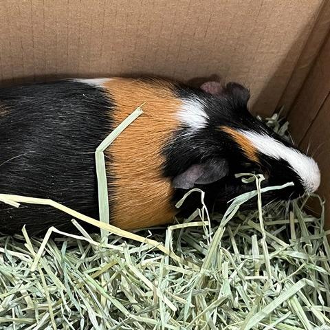 Enlarge Derek, a Adoptable Guinea Pig in Conshohocken, PA image 2/2