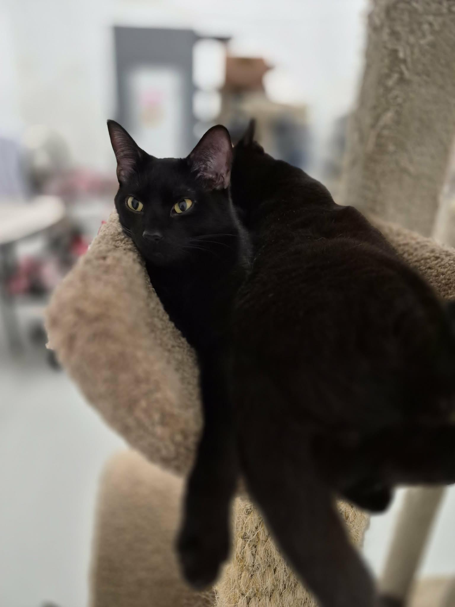 Enlarge Elwood & Jake, a Adoptable Domestic Short Hair in West Palm Beach, FL image 2/2