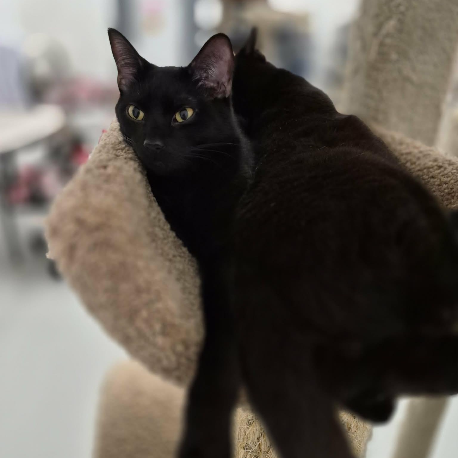 Enlarge Elwood & Jake, a Adoptable Domestic Short Hair in West Palm Beach, FL image 2/2
