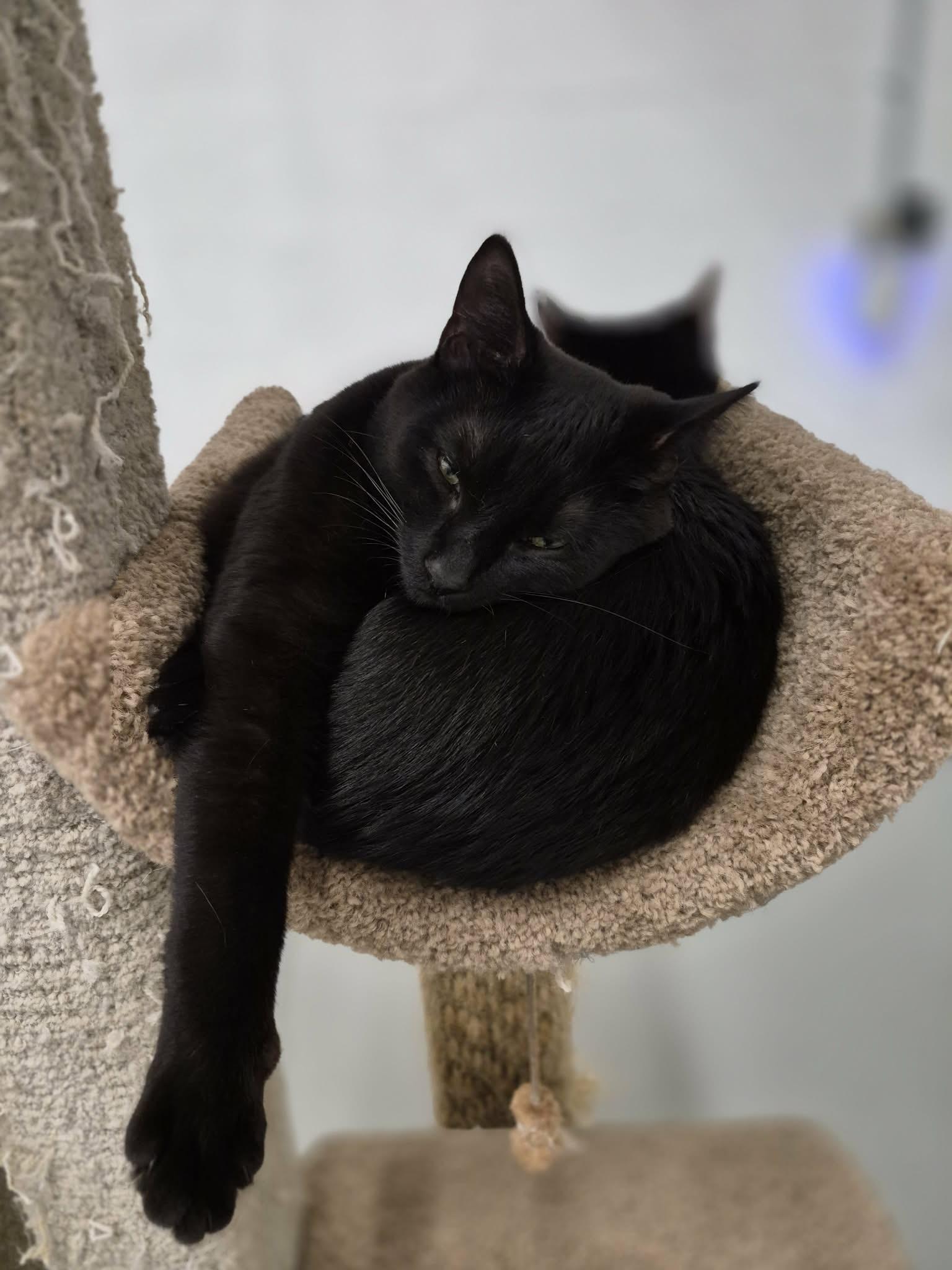 Elwood & Jake, Adoptable, Young Male Domestic Short Hair.