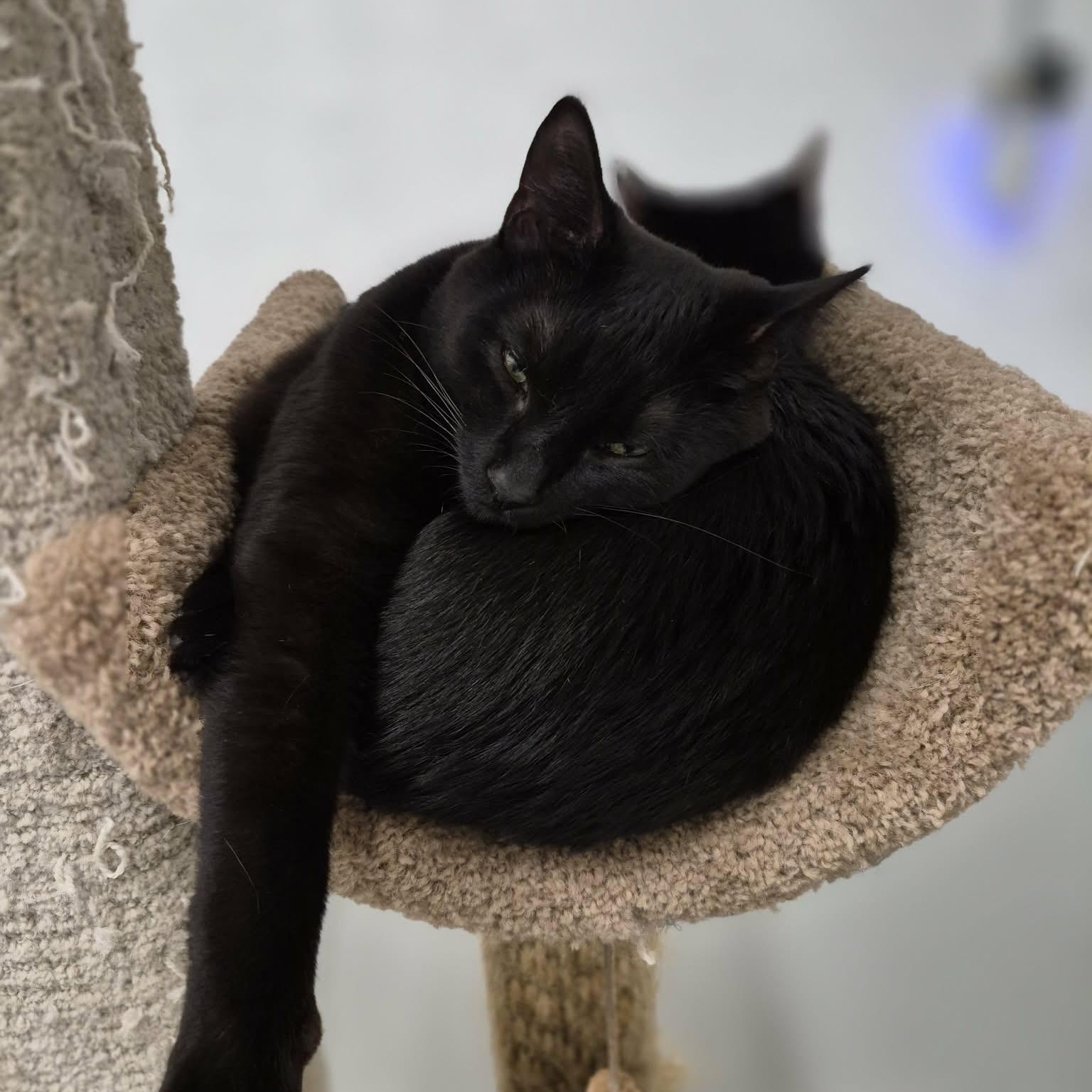 Enlarge Elwood & Jake, a Adoptable Domestic Short Hair in West Palm Beach, FL image 1/2