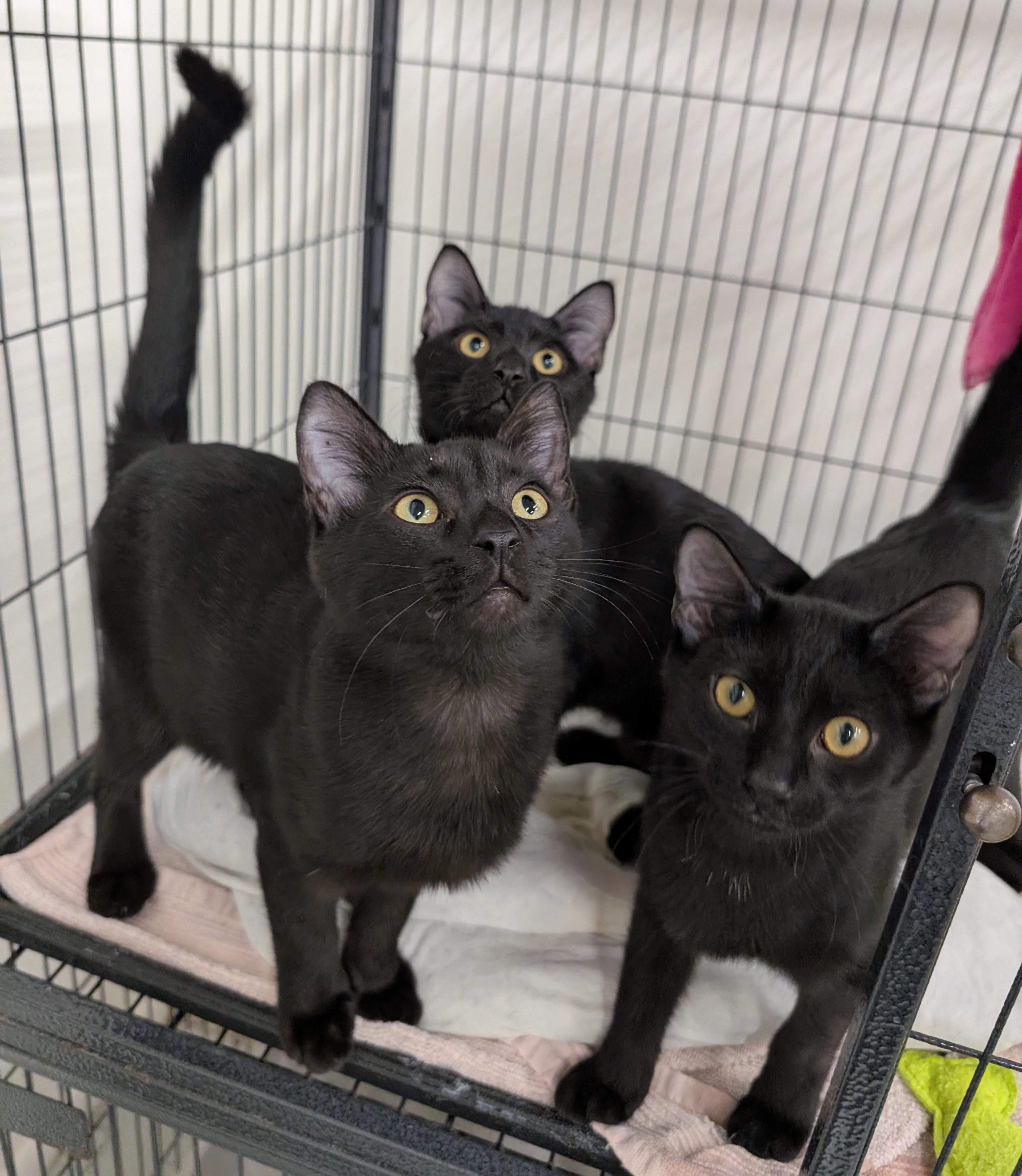 Enlarge Elwood, a Adoptable Domestic Short Hair in West Palm Beach, FL image 6/6