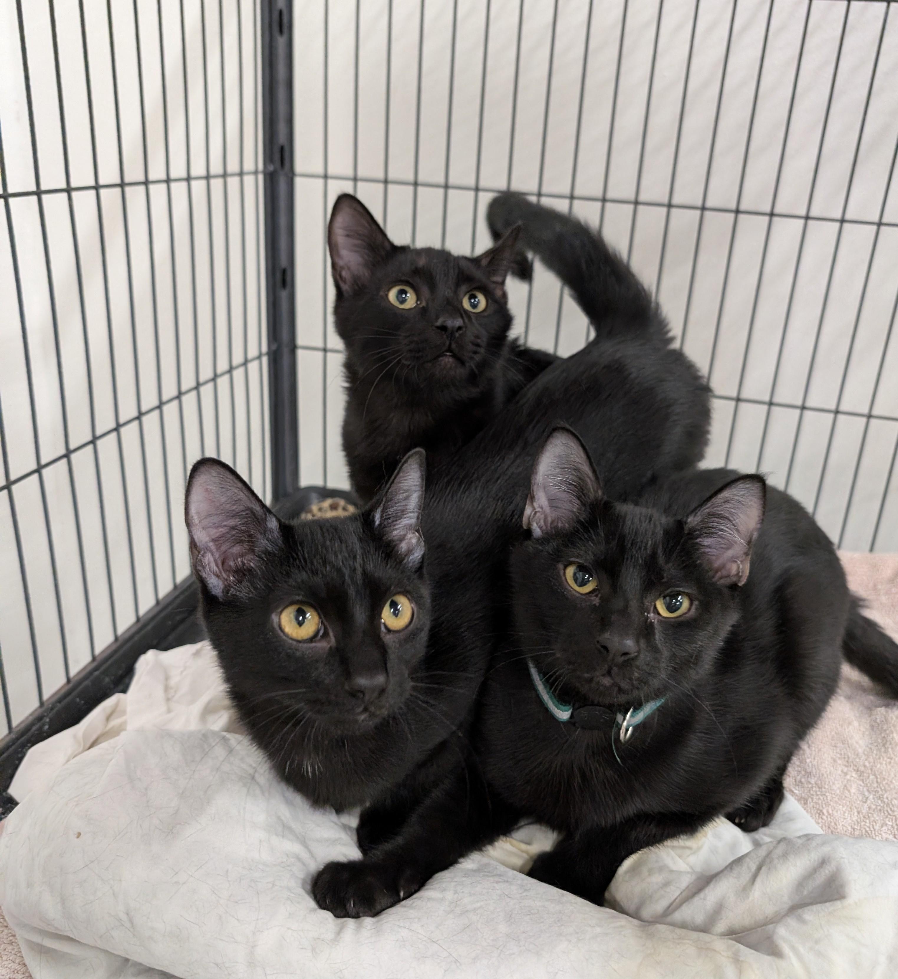 Enlarge Elwood, a Adoptable Domestic Short Hair in West Palm Beach, FL image 3/6