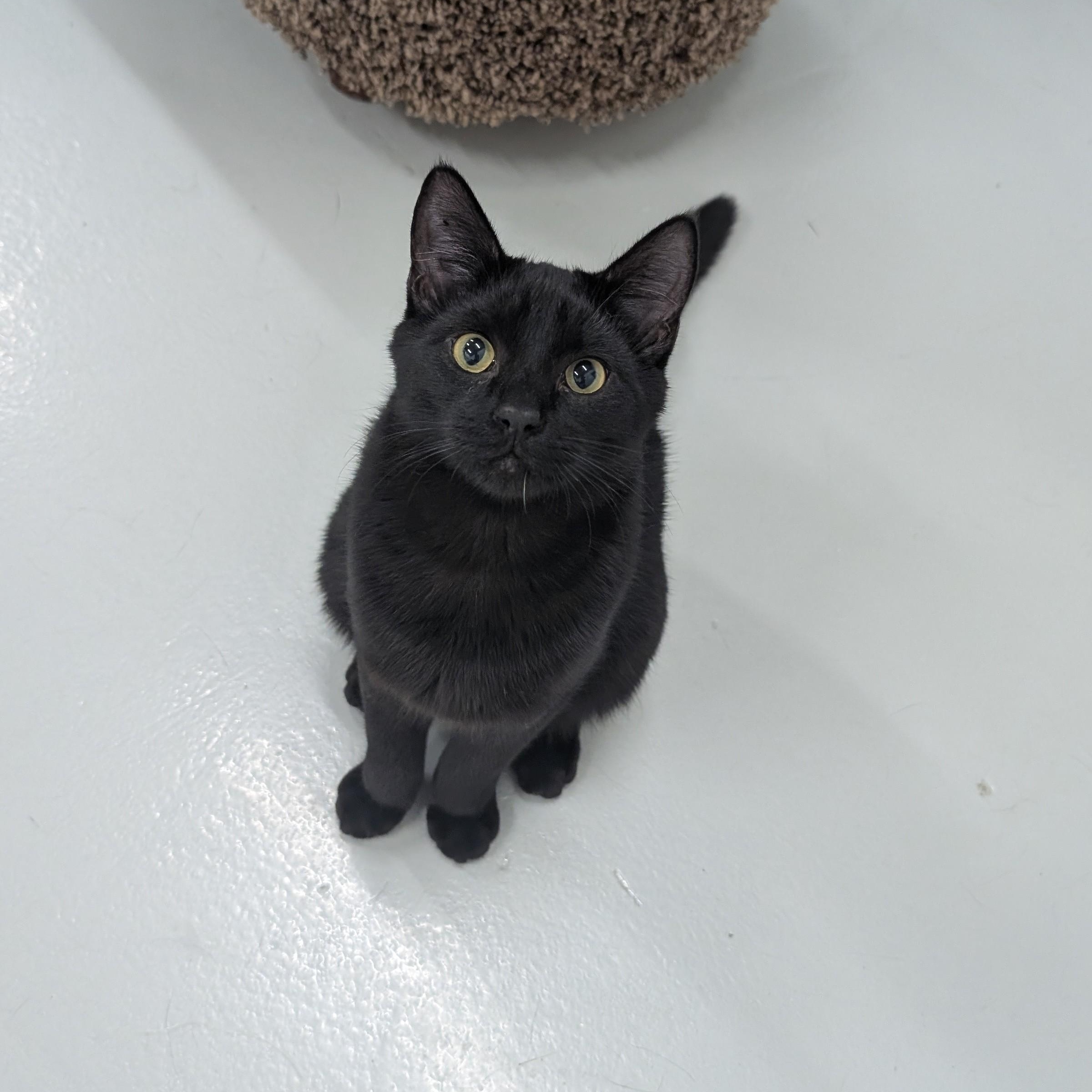 Enlarge Elwood, a Adoptable Domestic Short Hair in West Palm Beach, FL image 1/6