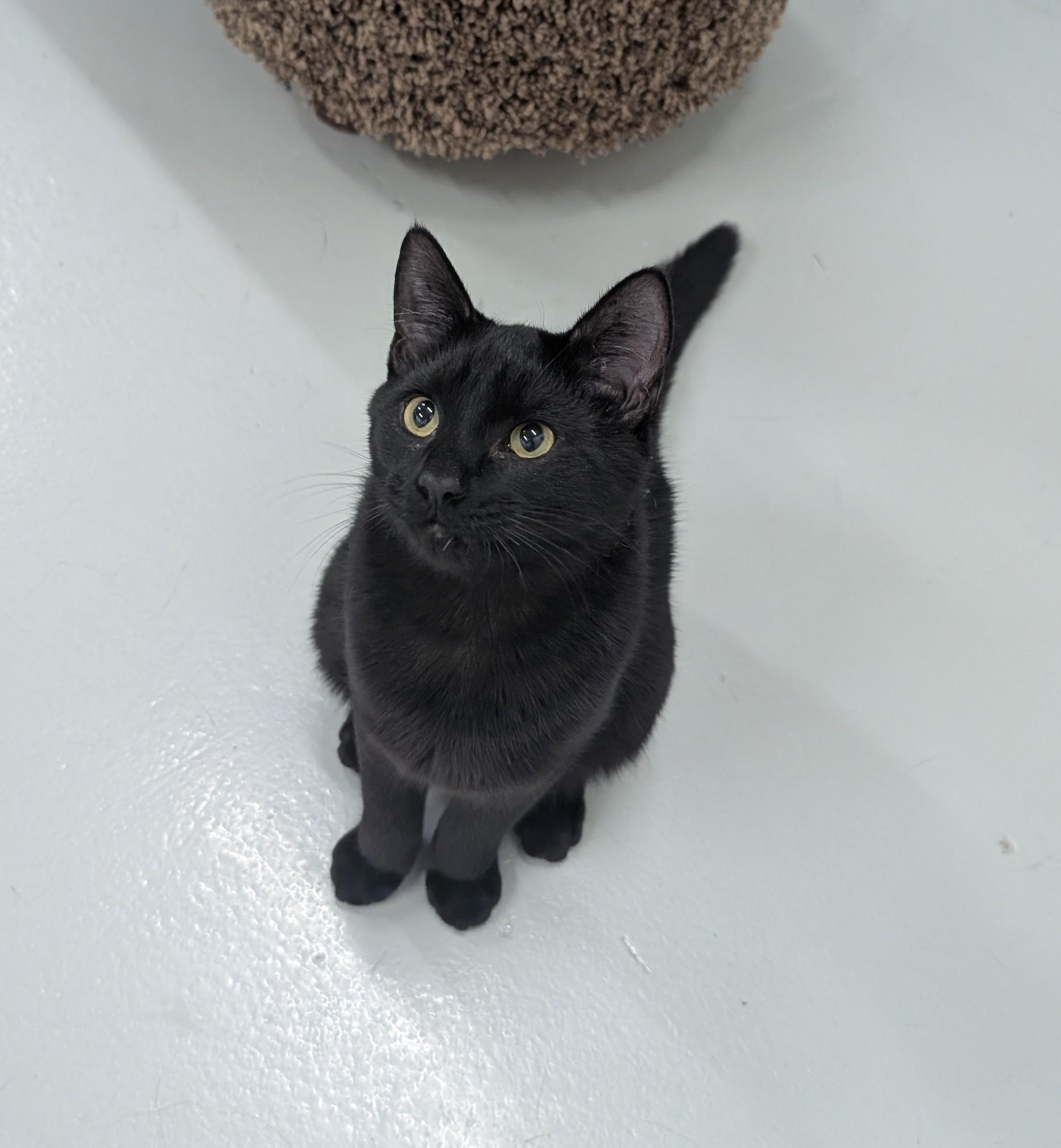 Enlarge Elwood, a Adoptable Domestic Short Hair in West Palm Beach, FL image 2/6