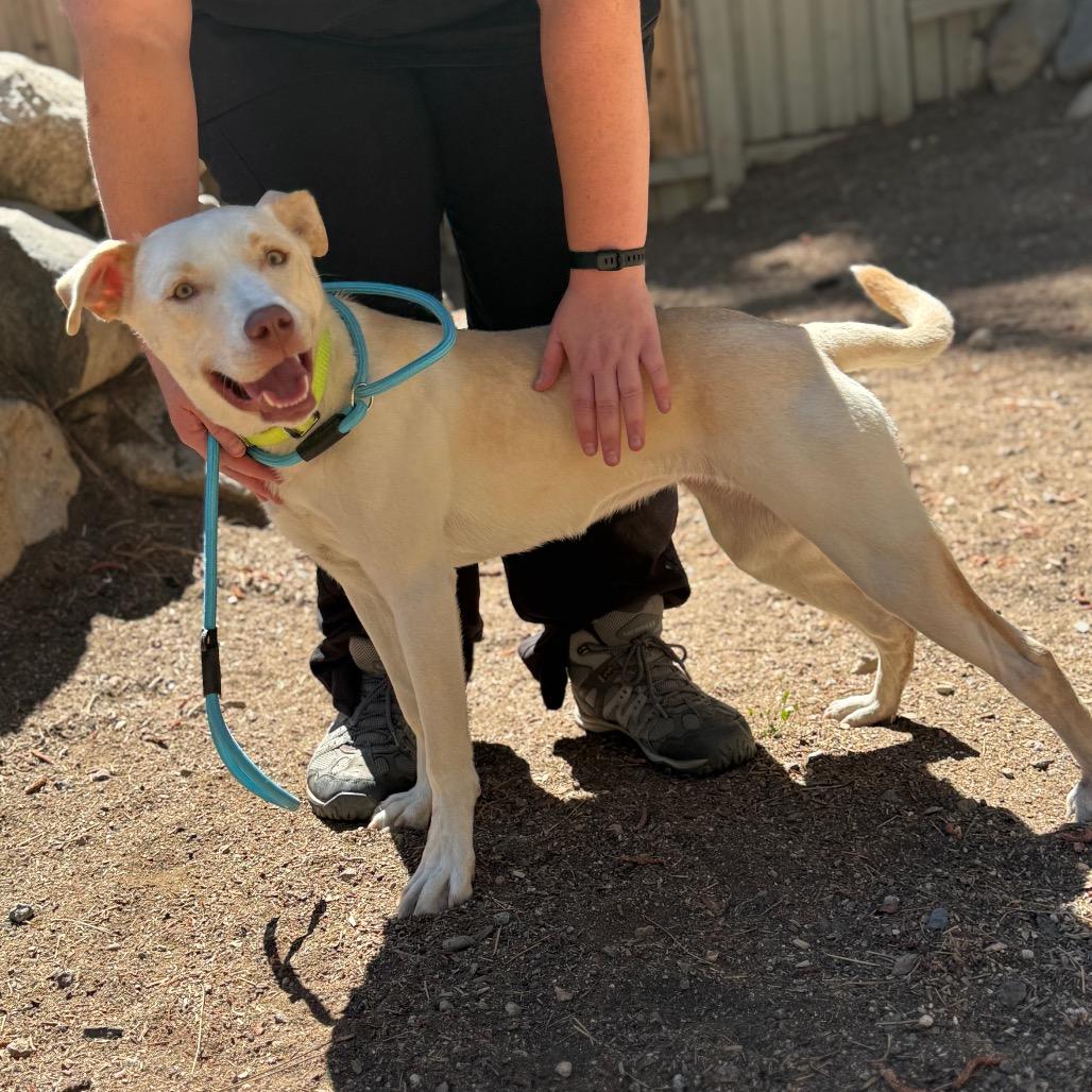 Daisy, Adoptable, Young Female Border Collie & Mixed Breed.