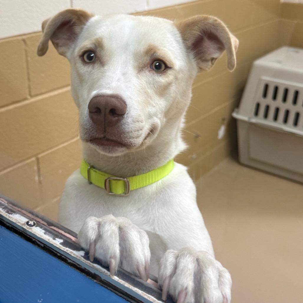 Enlarge Daisy, a Adoptable mixed breed in Incline Village, NV image 2/6